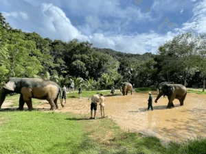 Things to do in Phuket- Elephant Sanctury