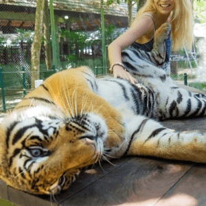tiger kingdom phuket